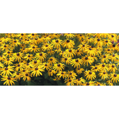 Rudbeckia  'Goldsturm' c1,5